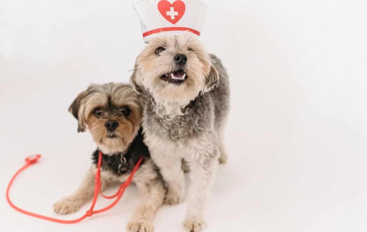 Pet Services